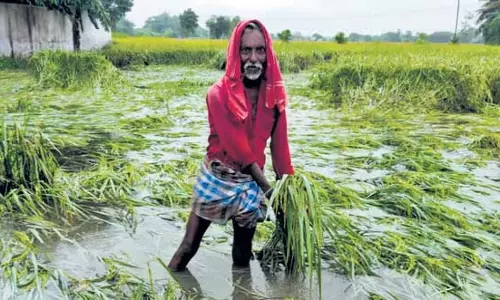 Ramanathapuram में भारी बारिश कटाई के लिए तैयार धान की फसलें जलमग्न Ramanathapuram में भारी बारिश कटाई के लिए तैयार धान की फसलें जलमग्न