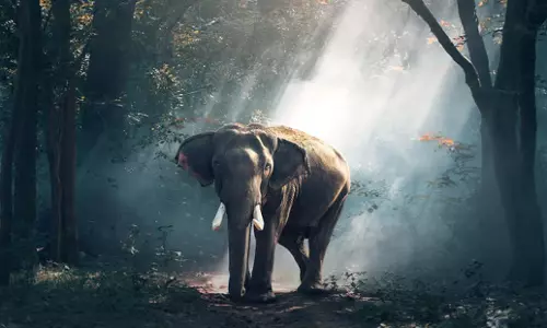 Odisha: मानव-वन्यजीव संघर्ष में जिम्मेदार रिपोर्टिंग महत्वपूर्ण