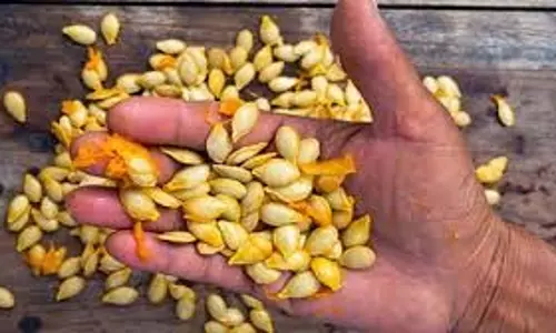 Pumpkin seed: कद्दू के बीजों का इन तरीकों से करें इस्तेमाल, बढ़ जाएगा नूर Pumpkin seed: कद्दू के बीजों का इन तरीकों से करें इस्तेमाल, बढ़ जाएगा नूर