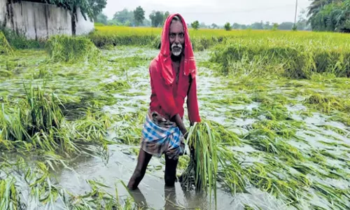 Tamil Nadu: रामनाथपुरम में भारी बारिश, कटाई के लिए तैयार धान की फसलें जलमग्न Tamil Nadu: रामनाथपुरम में भारी बारिश, कटाई के लिए तैयार धान की फसलें जलमग्न