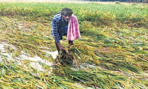 Tamil Nadu: तटीय डेल्टा में बारिश से 50,000 हेक्टेयर सांबा डूब गया Tamil Nadu: तटीय डेल्टा में बारिश से 50,000 हेक्टेयर सांबा डूब गया