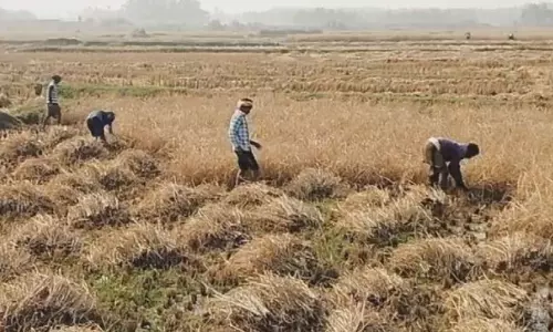 Odisha: बेमौसम बारिश से प्रभावित गंजम के किसानों को सिंचाई संकट का सामना करना पड़ रहा