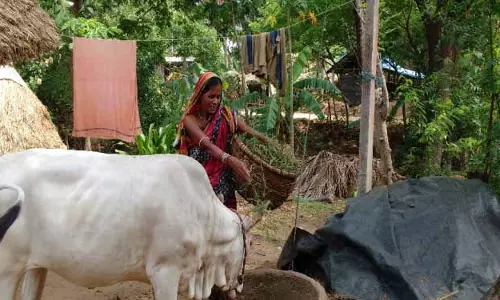 Kendrapara फरवरी में पशुधन की स्थिति का पता चलेगा