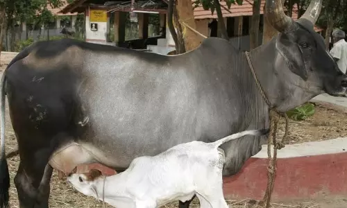 Karnataka: गर्भवती गाय का सिर और पैर काटकर हत्या, मामला दर्ज