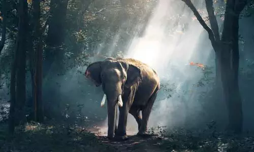 WTI: मानव-वन्यजीव संघर्ष समाधान के लिए जिम्मेदार रिपोर्टिंग महत्वपूर्ण