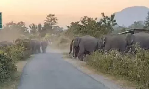 बोनाई में मानव-हाथी संघर्ष को रोकने के लिए AI कैमरे, थर्मल इमेजिंग नए उपकरण बोनाई में मानव-हाथी संघर्ष को रोकने के लिए AI कैमरे, थर्मल इमेजिंग नए उपकरण
