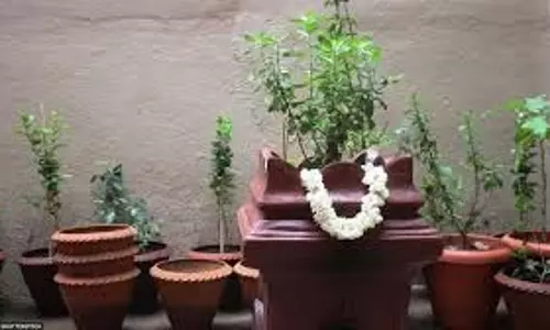 Shattila Ekadashi 2025:  षटतिला एकादशी पर इस विशेष विधि से करें तुलसी की पूजा