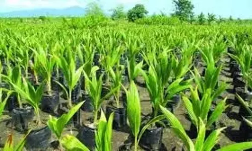 भारत की वाणिज्यिक कृषि को बढ़ावा देने के लिए CTRI का नाम बदलकर NIRCA कर दिया भारत की वाणिज्यिक कृषि को बढ़ावा देने के लिए CTRI का नाम बदलकर NIRCA कर दिया