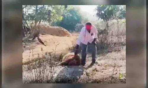 Sircilla में तेंदुए ने भैंस को मार डाला Sircilla में तेंदुए ने भैंस को मार डाला