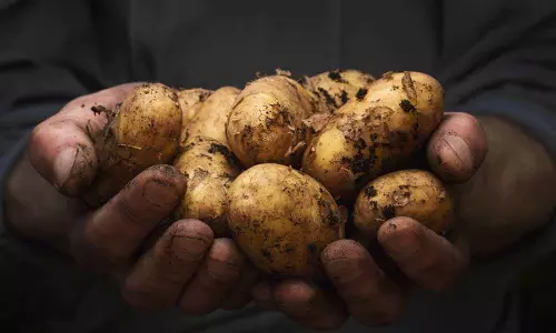 कजाकिस्तान ने घरेलू कीमतों को नियंत्रित करने के लिए आलू के निर्यात को सीमित किया