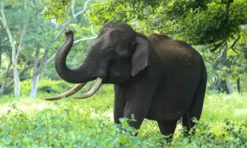 Odisha: खोरधा में हाथी ने दिव्यांग लड़के को मार डाला, मां को गंभीर रूप से घायल