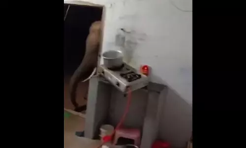 Shocking! घर में घुसा भूखा हाथी, फिर जो हुआ वो चौंका देगा...