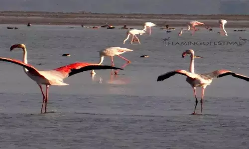 सुल्लुरुपेटा में Flamingo Festival 2025 का शुभारंभ