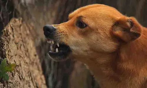 Peddapalli में आवारा कुत्तों के हमले में चार वर्षीय बच्चा घायल
