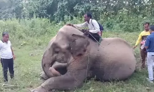 Chandratara का रहस्यमय मामला: सीमा पार स्वामित्व विवाद के केंद्र में एक हाथी Chandratara का रहस्यमय मामला: सीमा पार स्वामित्व विवाद के केंद्र में एक हाथी