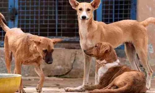 Hyderabad: कुत्तों से बचते समय बाइक गिरने से एक व्यक्ति की मौत