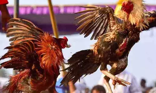 Kerala में पुलिस और PETA ने मंदिर में मुर्गे की बलि रोकने हस्तक्षेप किया Kerala में पुलिस और PETA ने मंदिर में मुर्गे की बलि रोकने हस्तक्षेप किया