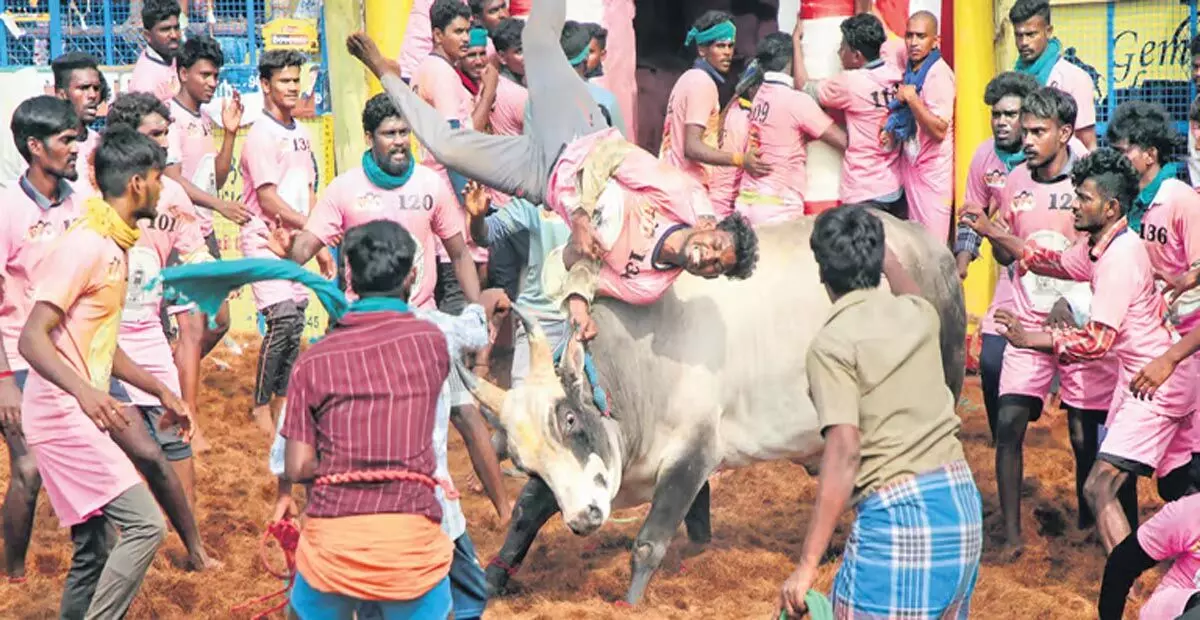 Tamil Nadu: एससी सदस्यों ने पलामेडु जल्लीकट्टू में भेदभाव का आरोप लगाया