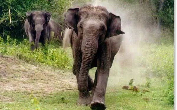 जंबो ने बच्चे को कुचलकर मार डाला, मां की हालत गंभीर जंबो ने बच्चे को कुचलकर मार डाला, मां की हालत गंभीर