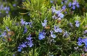 Rosemary Flowers:  बालों के लिए अद्भुत लाभ