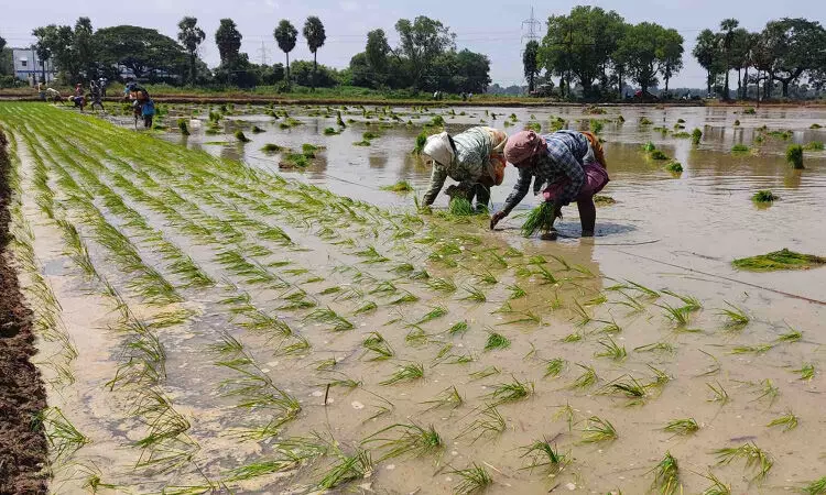 Tamil Nadu: पुदुक्कोट्टई में अप्रत्याशित बारिश के कारण 2000 एकड़ फसलें जलमग्न