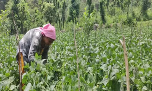 रबी के सीजन में 640 लाख हेक्टेयर से अधिक क्षेत्र में हुई फसलों की बुआई