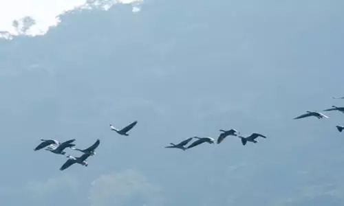 Odisha: हीराकुंड आर्द्रभूमि में पक्षियों की 11 नई प्रजातियां देखी गईं Odisha: हीराकुंड आर्द्रभूमि में पक्षियों की 11 नई प्रजातियां देखी गईं
