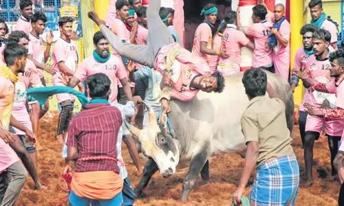 Tamil Nadu: एससी सदस्यों ने पलामेडु जल्लीकट्टू में भेदभाव का आरोप लगाया