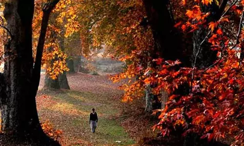 चिनार के पेड़ों को जियोटैग और क्यूआर-सक्षम बनाया गया