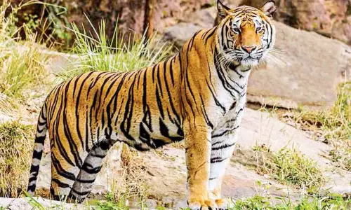 Tamil Nadu: एसटीआर, केएमटीआर में विशेष प्रकृति शिविर आयोजित करेगी Tamil Nadu: एसटीआर, केएमटीआर में विशेष प्रकृति शिविर आयोजित करेगी