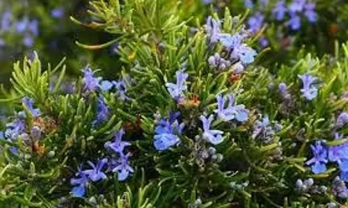 Rosemary Flowers:  बालों के लिए अद्भुत लाभ
