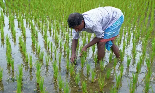रबी फसल की बुवाई 640 लाख हेक्टेयर के पार
