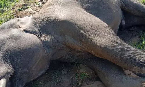 फसल बचाने लगाया था करंट, हाथी की मौत