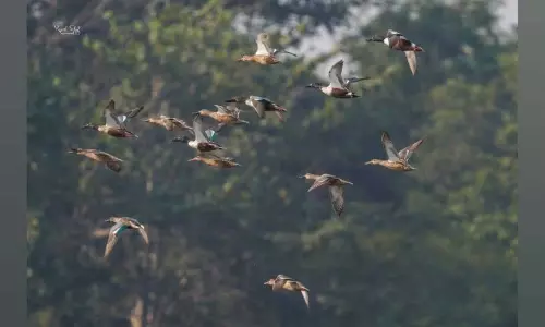 तानसा अभयारण्य में पक्षी गणना में 75 पक्षी दर्ज