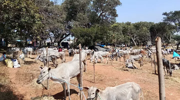 Karnataka: महिमारंगना पशु मेला