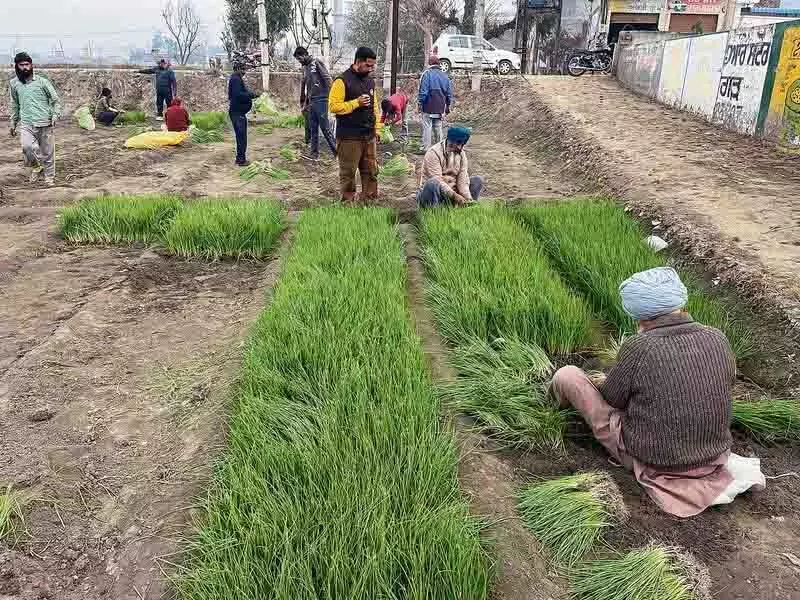 Malerkotla जिला प्याज की पौध उगाने में अग्रणी बना