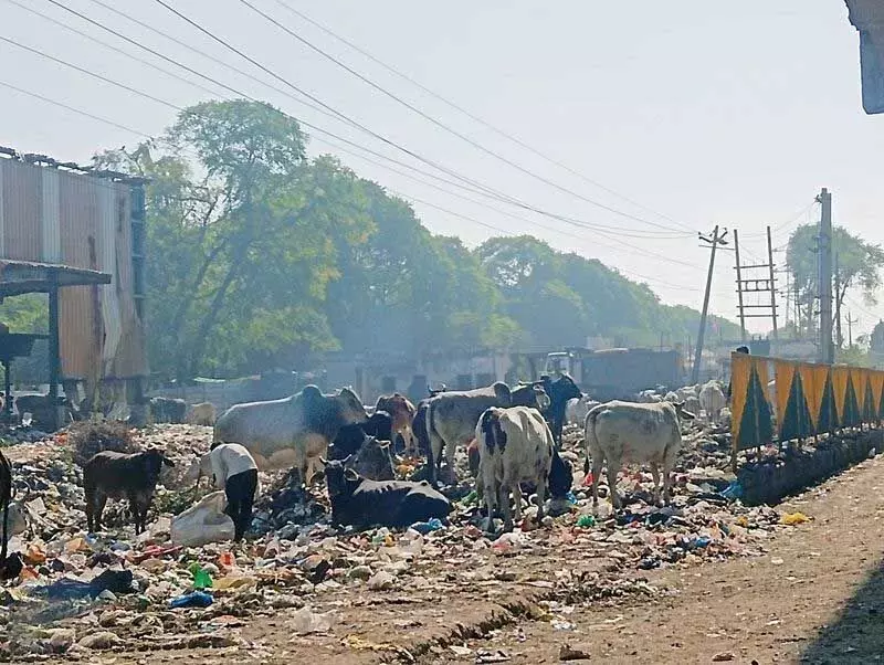 Haryana :  आश्रय स्थलों की कमी और कानूनों का कमजोर क्रियान्वयन जिम्मेदार