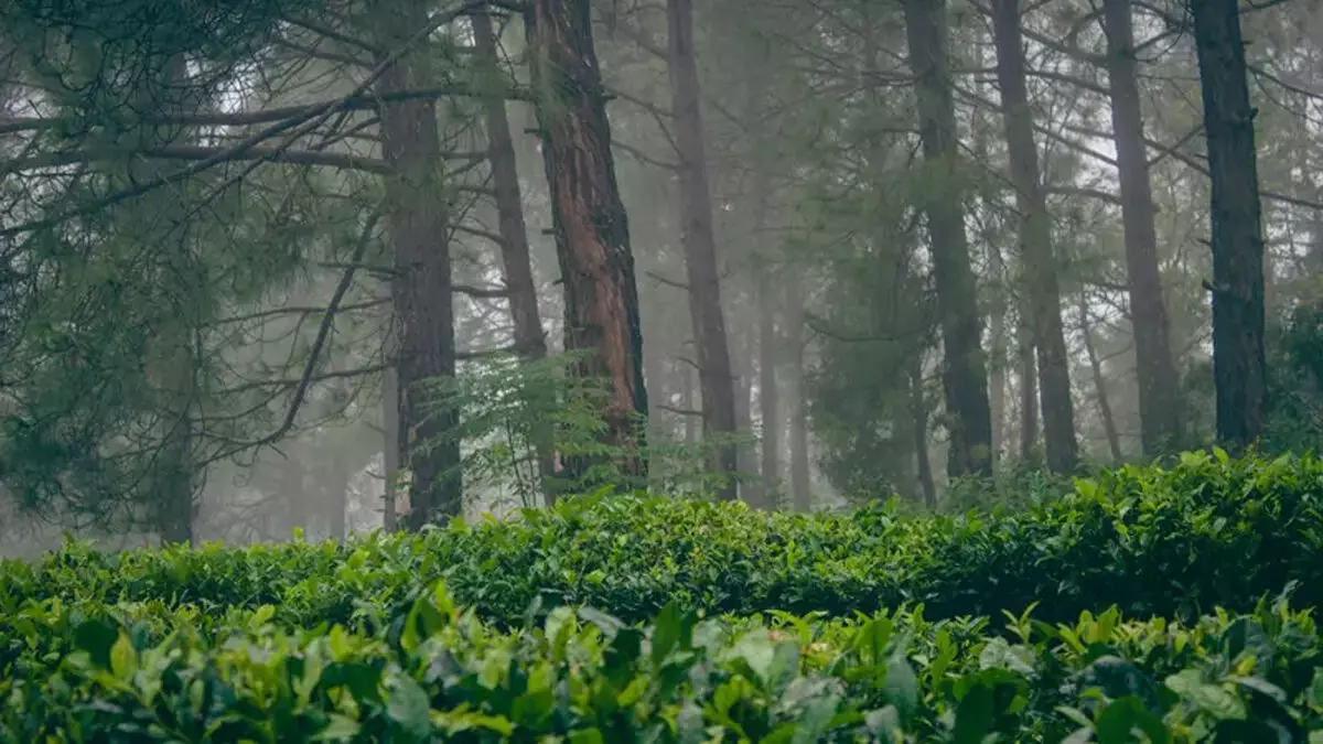 Uttarakhand के जंगल में लगी आग में फंसे तीन ट्रेकर्स को रुद्रप्रयाग में सुरक्षित बचाया गया