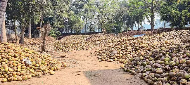 Agriculture: कोनासीमा नारियल उद्योग में शामिल हो गया