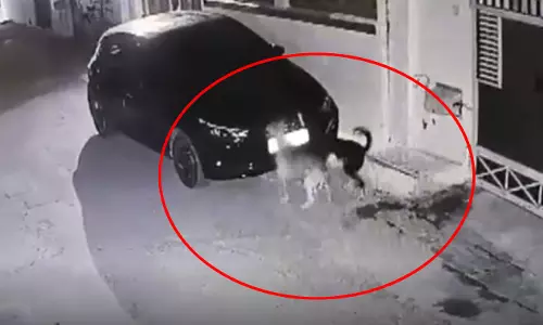 पंगा मत लेना! गजब का बदला लिया, VIDEO