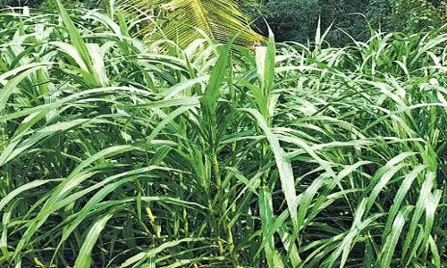 Kerala: जेल विभाग हाथियों को खिलाने के लिए संकर नेपियर घास उगाएगा Kerala: जेल विभाग हाथियों को खिलाने के लिए संकर नेपियर घास उगाएगा