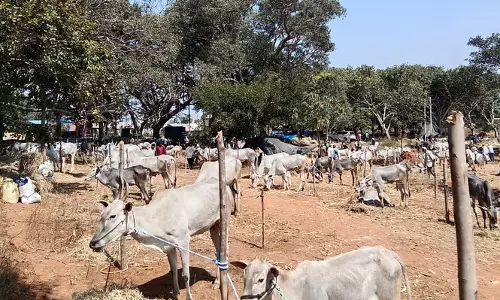 Karnataka: महिमारंगना पशु मेला