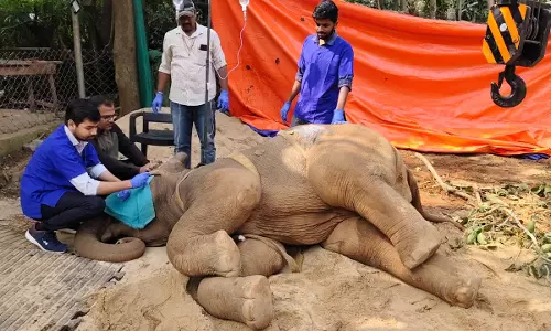 Odisha: करंजिया से बचाए गए हाथी की नंदनकानन चिड़ियाघर में मौत हो गई