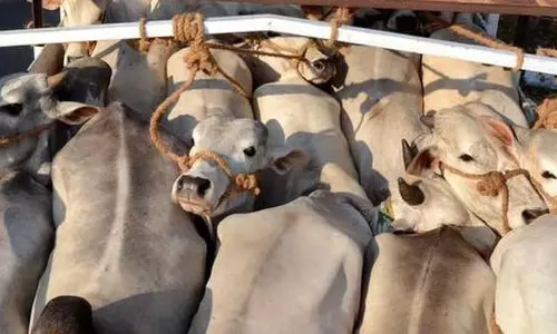 Assam : दक्षिण कामरूप में मवेशी तस्करी बढ़ी Assam : दक्षिण कामरूप में मवेशी तस्करी बढ़ी
