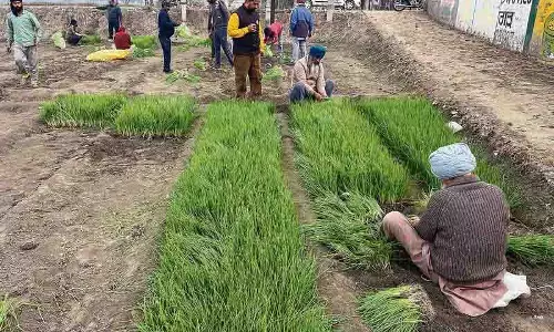 Malerkotla जिला प्याज की पौध उगाने में अग्रणी बना Malerkotla जिला प्याज की पौध उगाने में अग्रणी बना