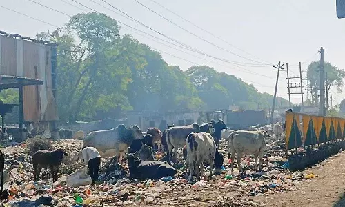 Haryana : आश्रय स्थलों की कमी और कानूनों का कमजोर क्रियान्वयन जिम्मेदार Haryana : आश्रय स्थलों की कमी और कानूनों का कमजोर क्रियान्वयन जिम्मेदार