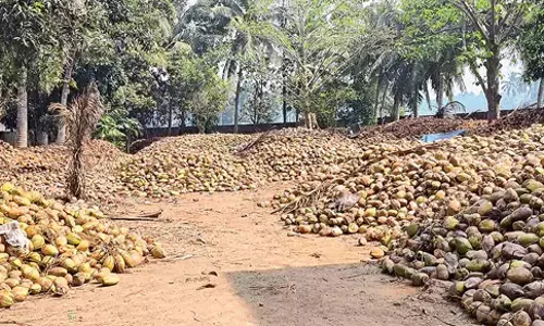 Agriculture: कोनासीमा नारियल उद्योग में शामिल हो गया
