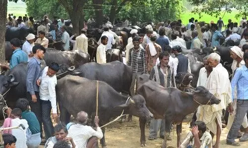 Ajmer : पशु पंजीकरण के लिए किया प्रोत्साहित