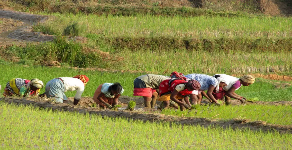 Odisha: ओडिशा किसानों को जलवायु परिवर्तन के अनुकूल बनाने के लिए प्रशिक्षण देगा