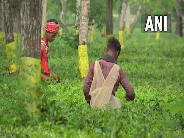 Assam ने 354 चाय बागान अस्पतालों को आयुष्मान आरोग्य मंदिरों में बदलने के लिए समझौता ज्ञापन पर हस्ताक्षर किए